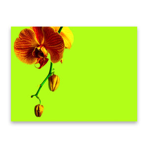 Orchid Lime Hardboard Placemat. Set of 2 - bettibdesign